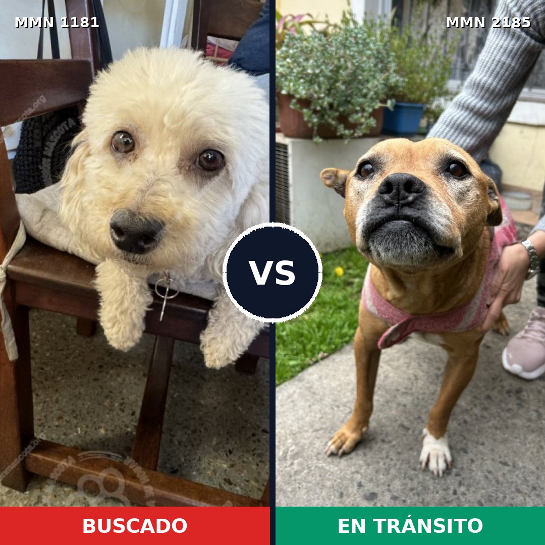 Comparativa MMS 65674: mascota perdida y mascota encontrada, 26% de similitud