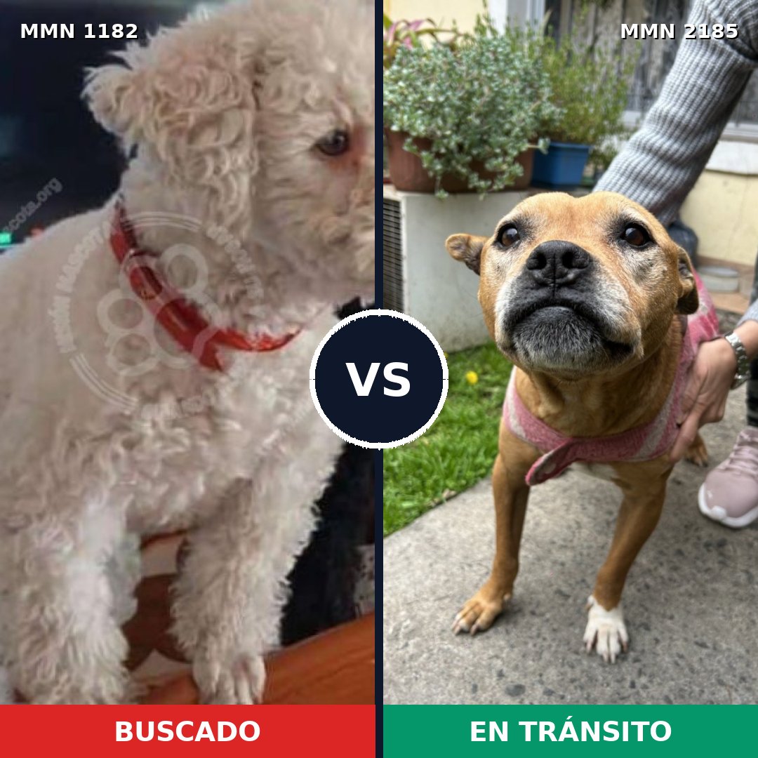 Comparativa MMS 65675: mascota perdida y mascota encontrada, 41% de similitud