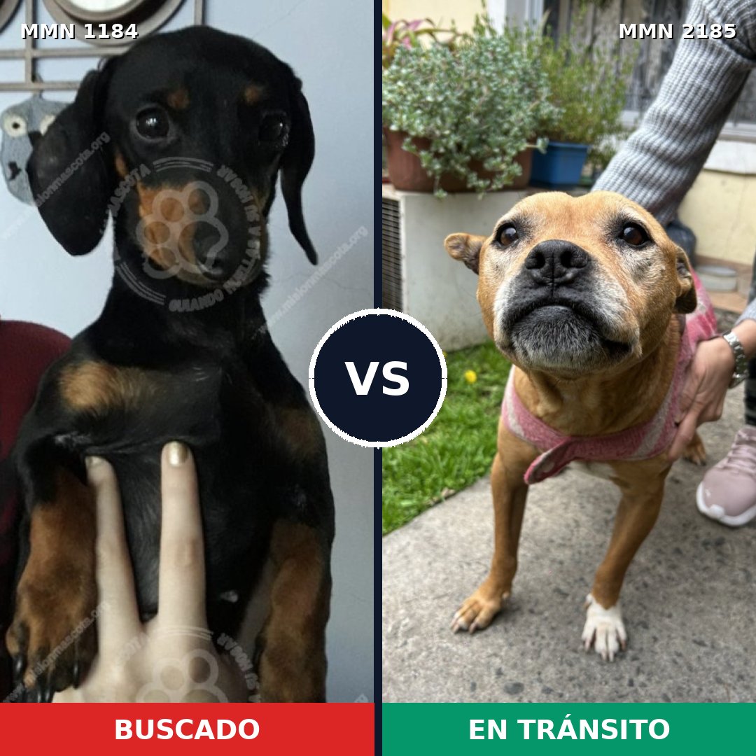 Comparativa MMS 65676: mascota perdida y mascota encontrada, 36% de similitud