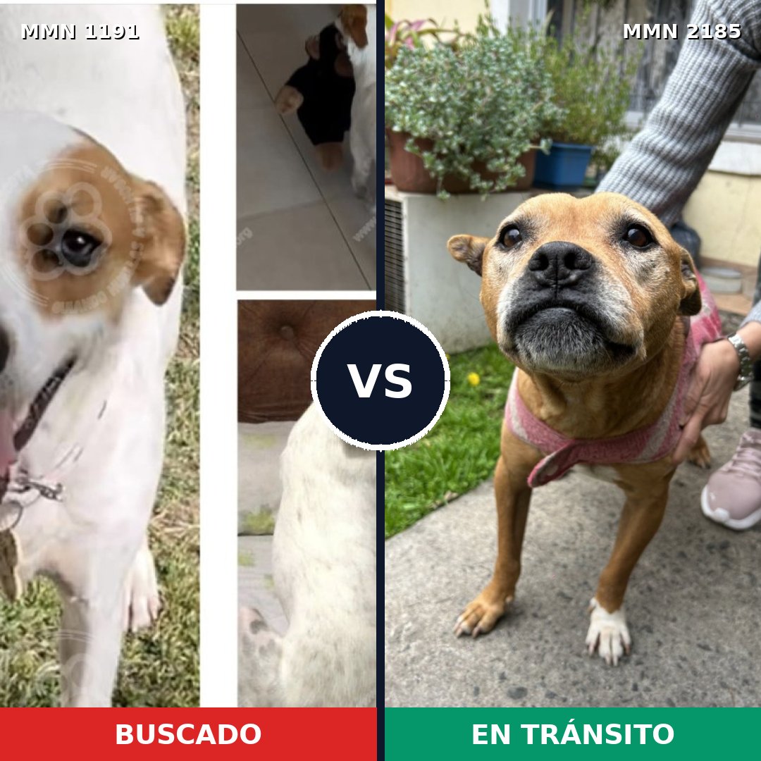 Comparativa MMS 65678: mascota perdida y mascota encontrada, 47% de similitud