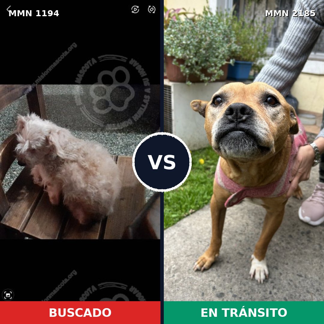 Comparativa MMS 65679: mascota perdida y mascota encontrada, 46% de similitud