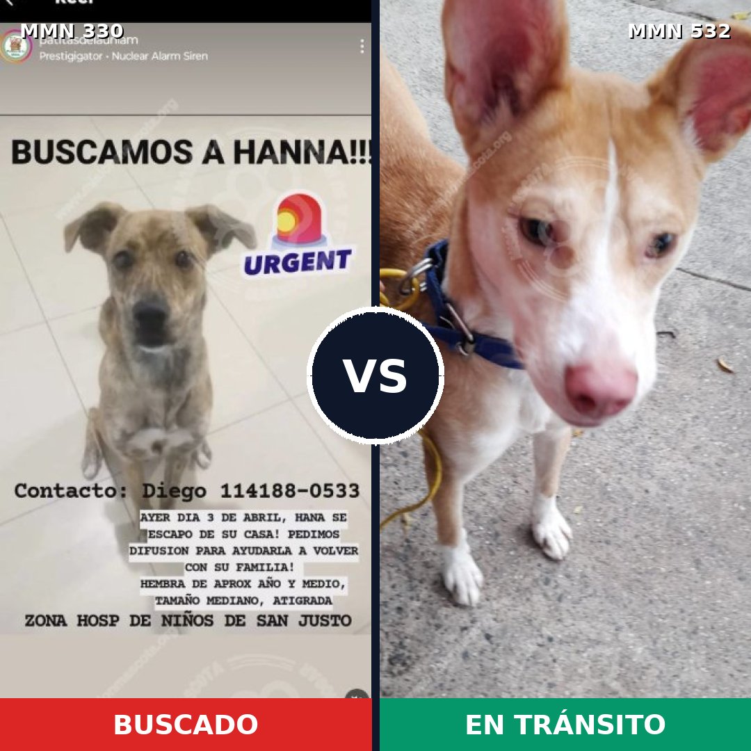 Comparativa MMS 6568: mascota perdida y mascota encontrada, 62% de similitud