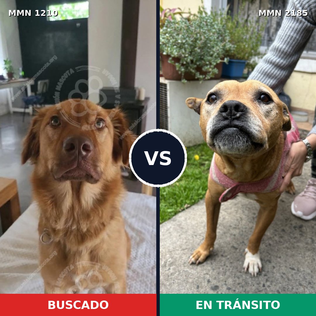 Comparativa MMS 65680: mascota perdida y mascota encontrada, 46% de similitud