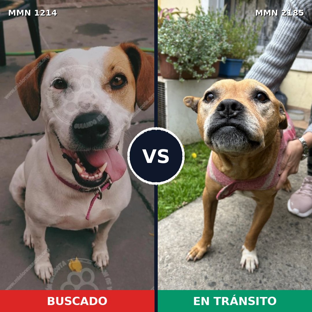 Comparativa MMS 65681: mascota perdida y mascota encontrada, 46% de similitud