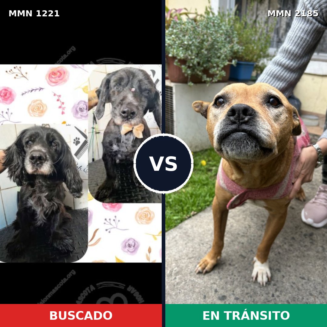 Comparativa MMS 65682: mascota perdida y mascota encontrada, 41% de similitud