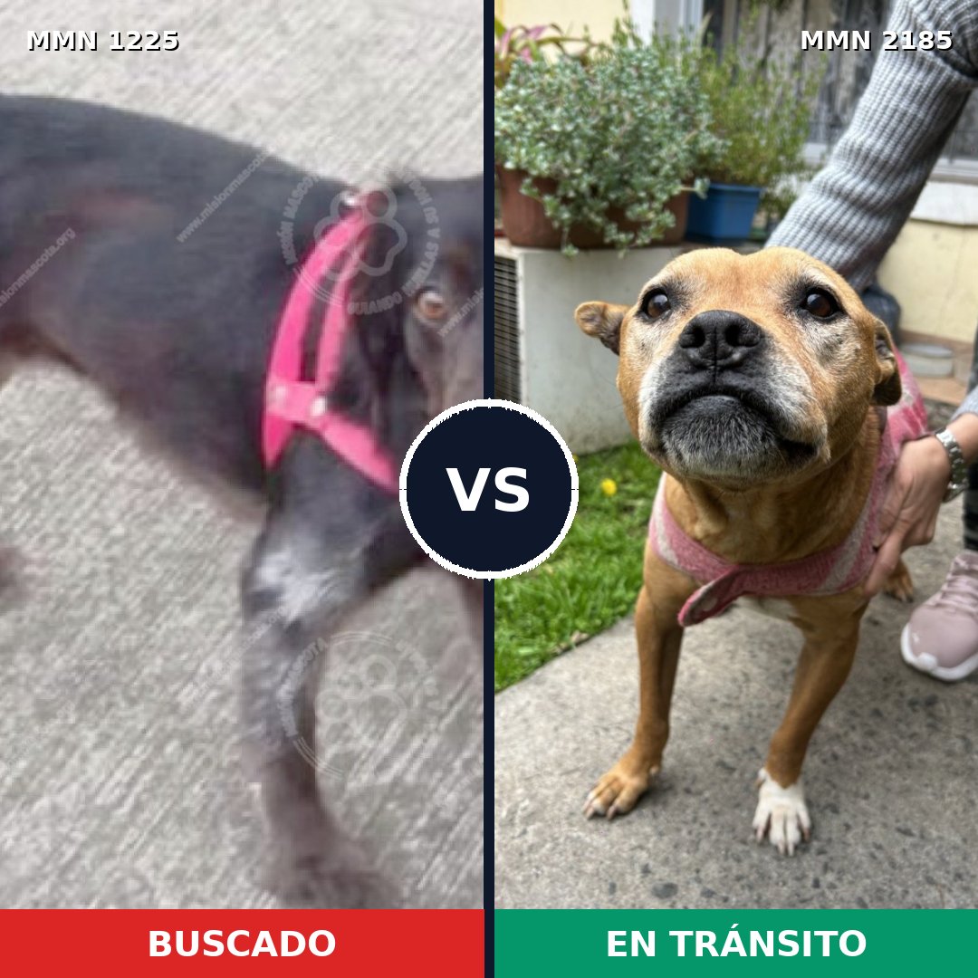 Comparativa MMS 65683: mascota perdida y mascota encontrada, 38% de similitud