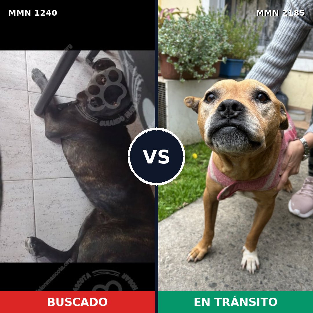 Comparativa MMS 65684: mascota perdida y mascota encontrada, 50% de similitud