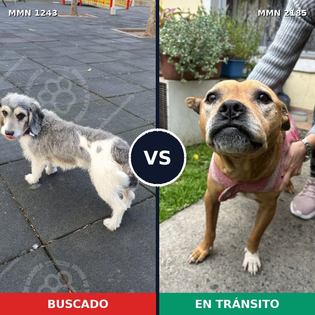 Comparativa MMS 65685: mascota perdida y mascota encontrada, 30% de similitud