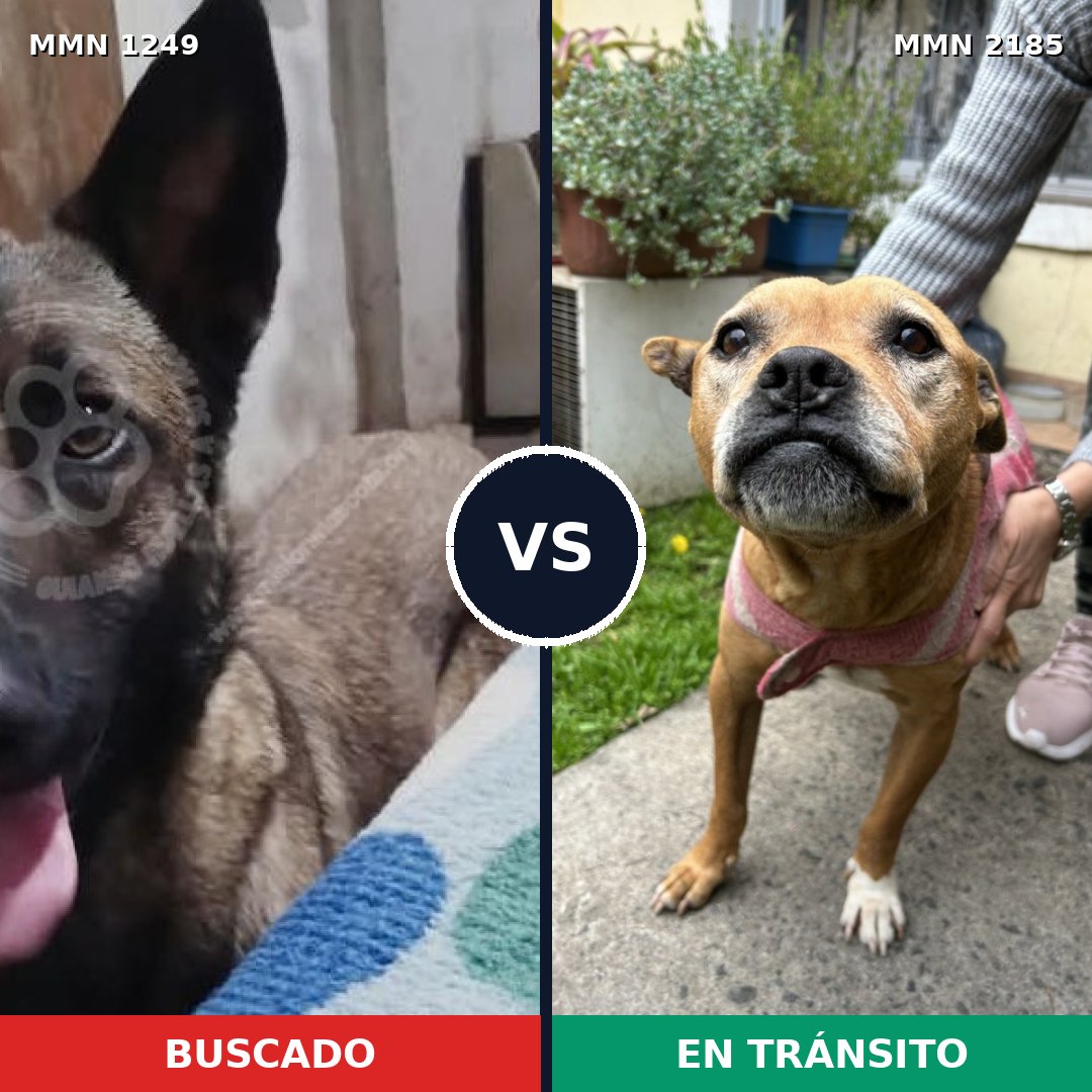 Comparativa MMS 65686: mascota perdida y mascota encontrada, 36% de similitud