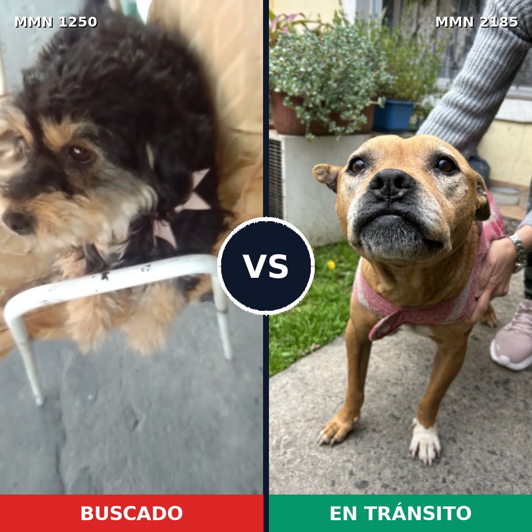 Comparativa MMS 65687: mascota perdida y mascota encontrada, 26% de similitud