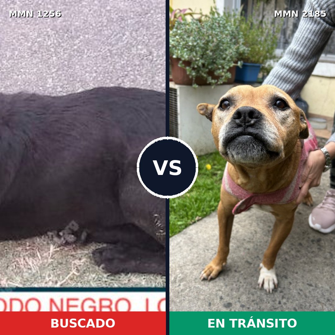 Comparativa MMS 65688: mascota perdida y mascota encontrada, 45% de similitud
