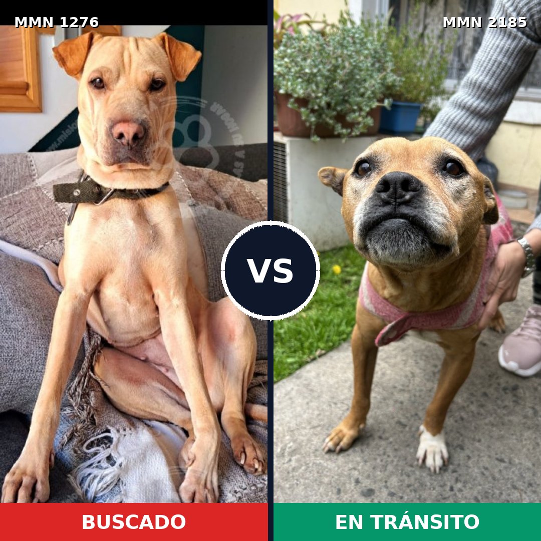 Comparativa MMS 65689: mascota perdida y mascota encontrada, 41% de similitud