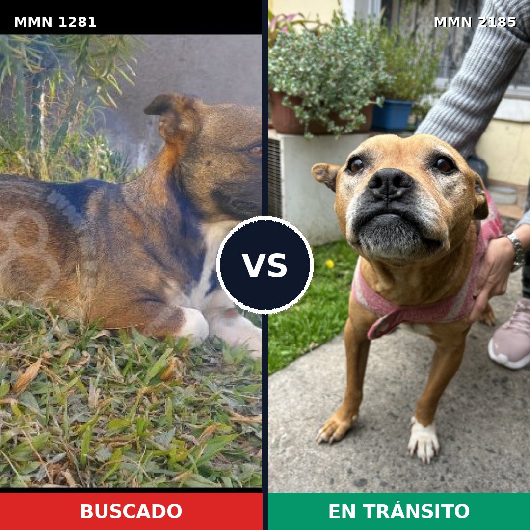 Comparativa MMS 65690: mascota perdida y mascota encontrada, 35% de similitud