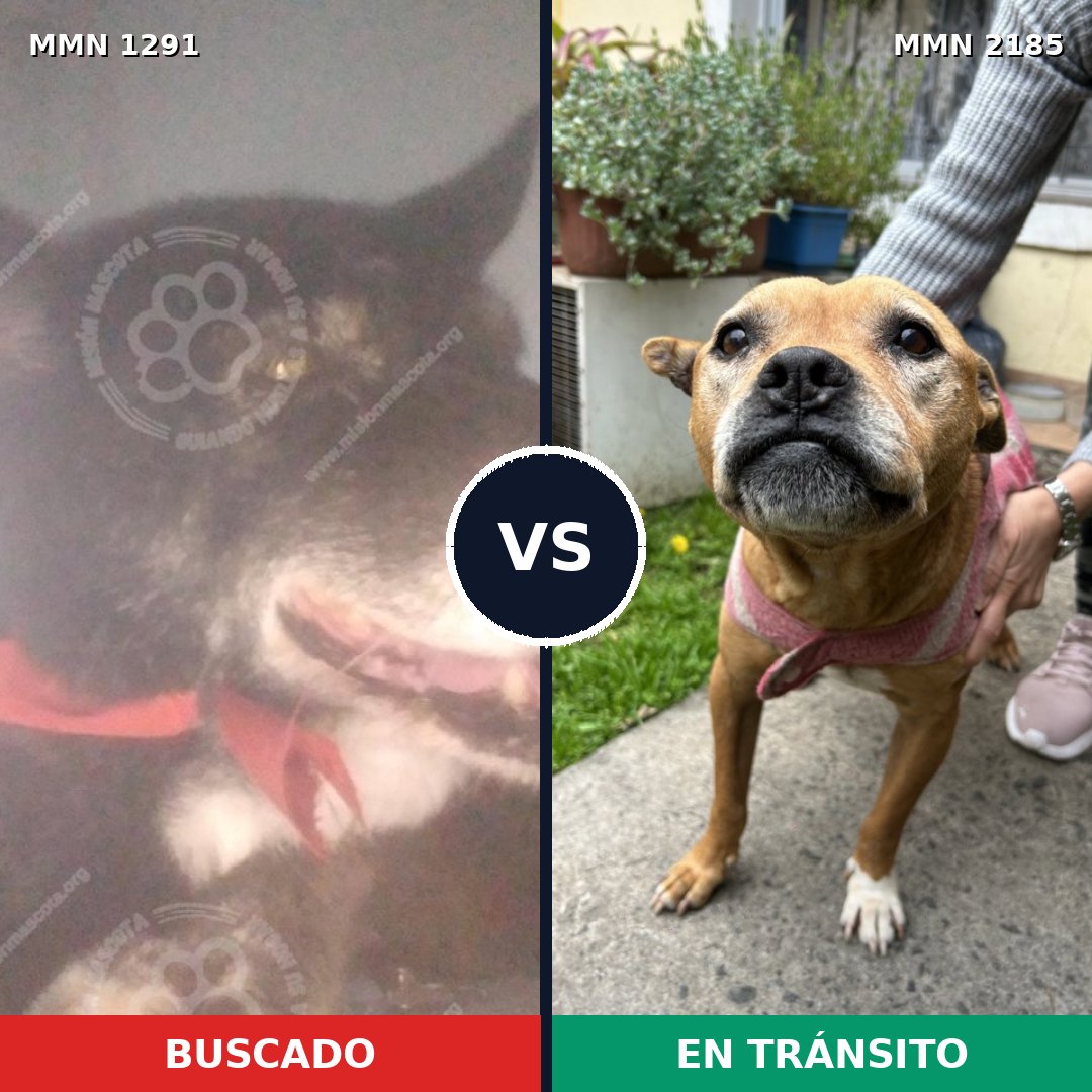 Comparativa MMS 65691: mascota perdida y mascota encontrada, 43% de similitud