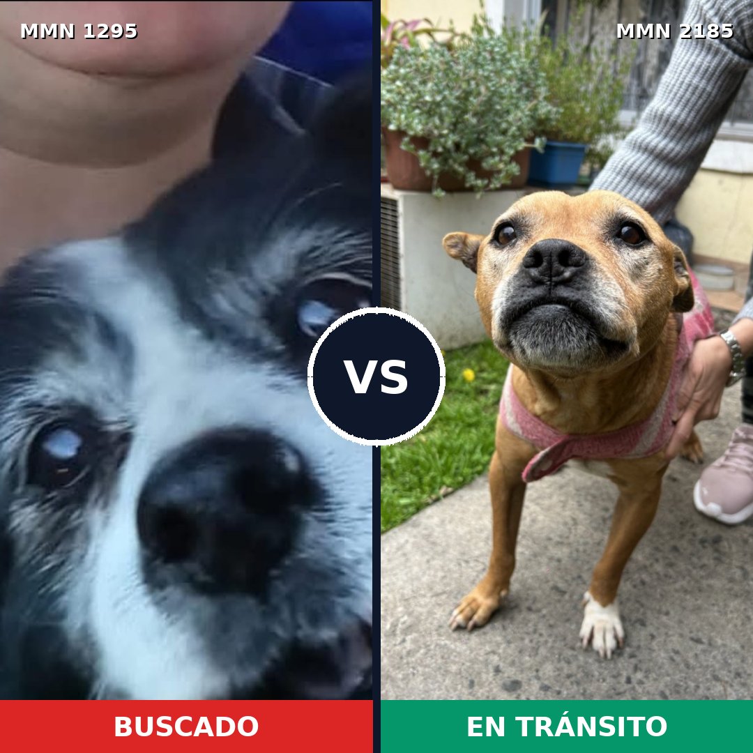 Comparativa MMS 65692: mascota perdida y mascota encontrada, 48% de similitud