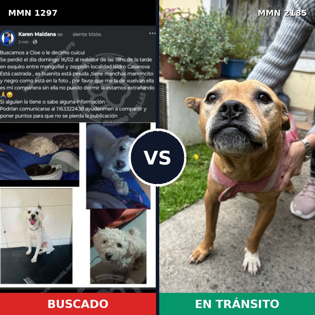 Comparativa MMS 65693: mascota perdida y mascota encontrada, 48% de similitud
