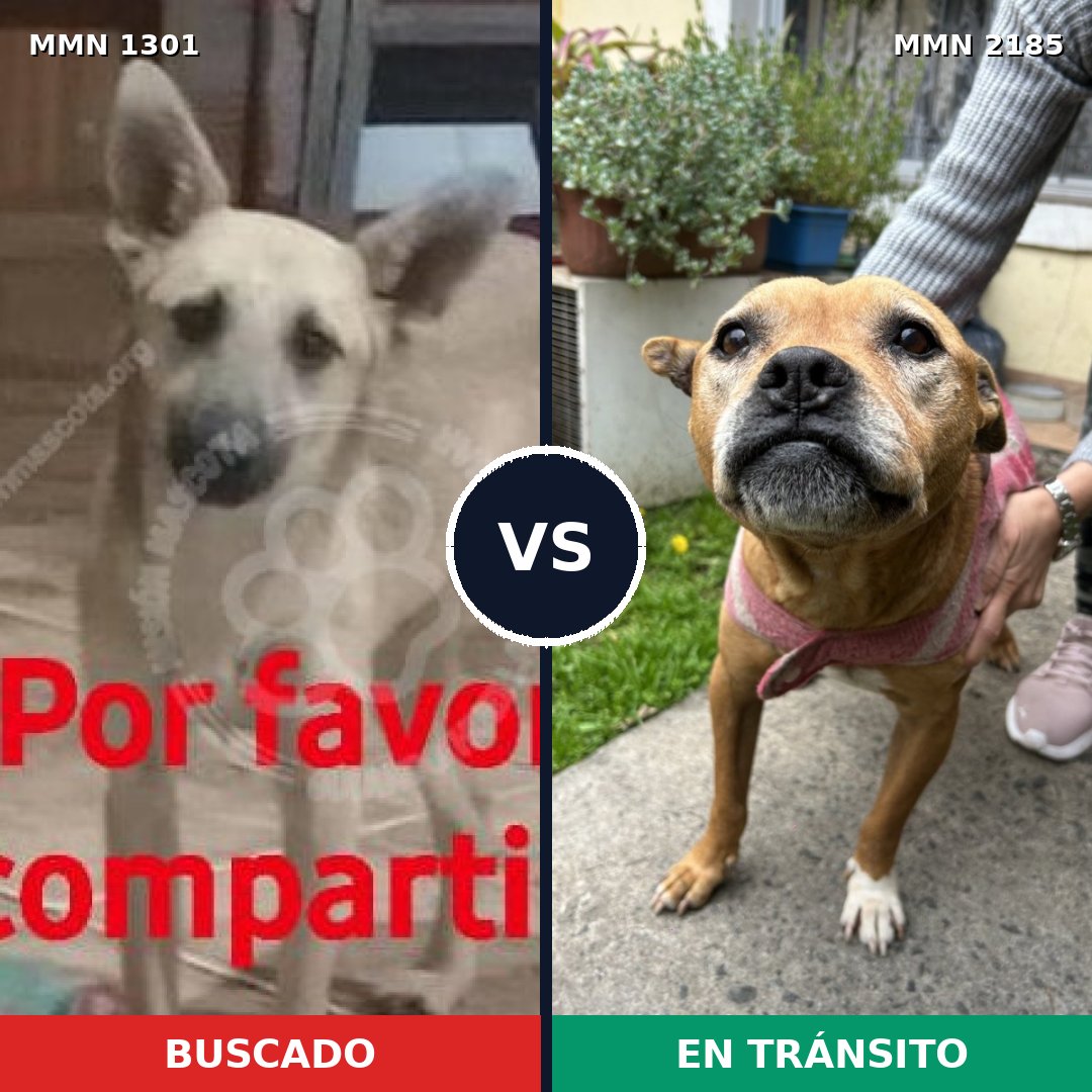 Comparativa MMS 65694: mascota perdida y mascota encontrada, 50% de similitud