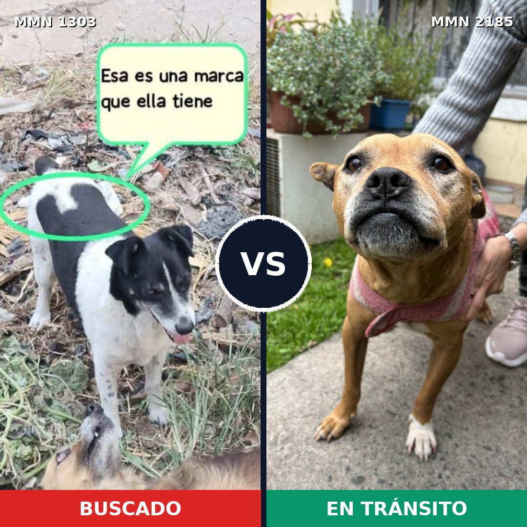 Comparativa MMS 65695: mascota perdida y mascota encontrada, 39% de similitud