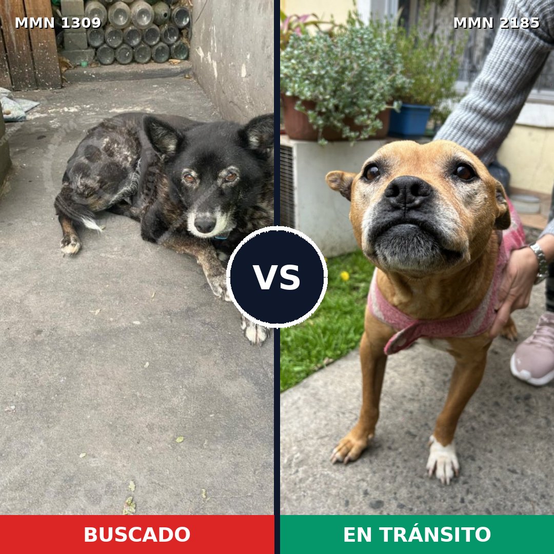 Comparativa MMS 65696: mascota perdida y mascota encontrada, 51% de similitud