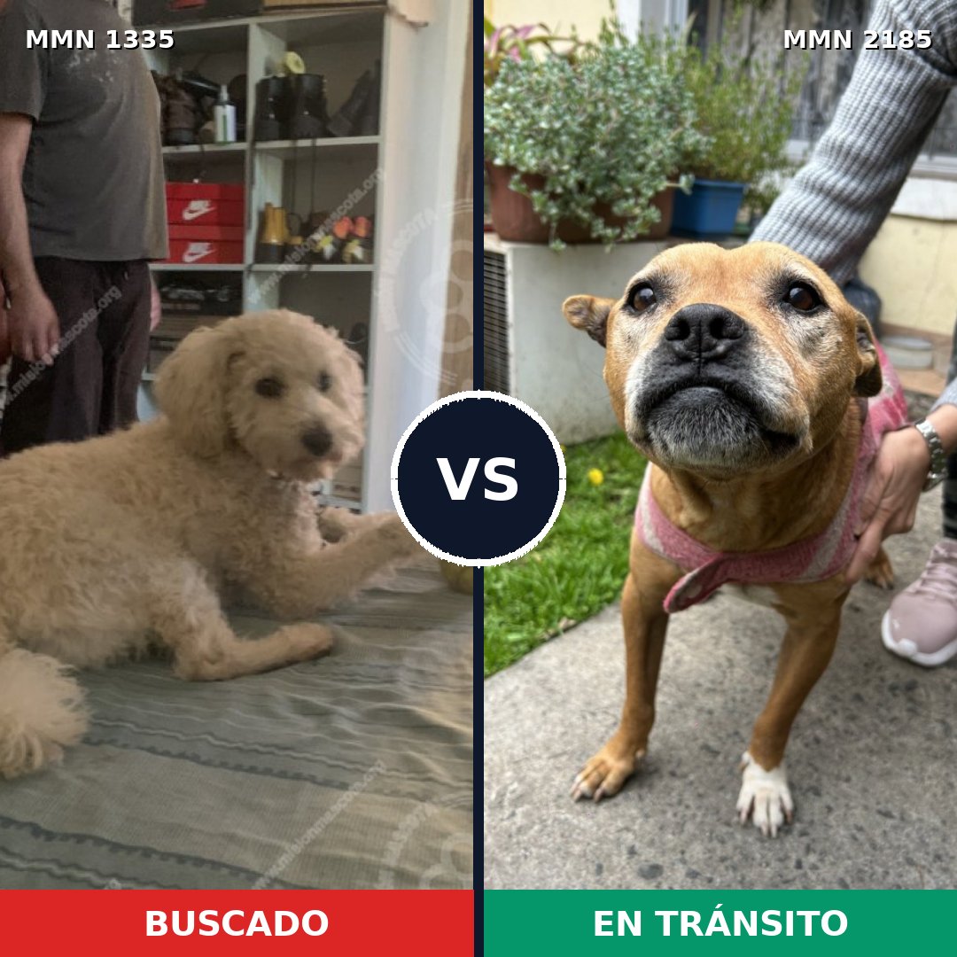 Comparativa MMS 65697: mascota perdida y mascota encontrada, 26% de similitud