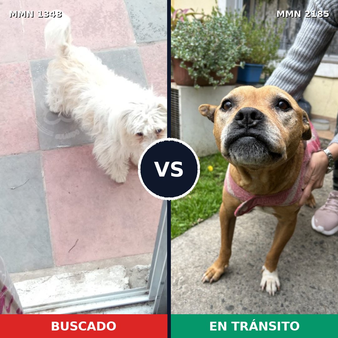 Comparativa MMS 65698: mascota perdida y mascota encontrada, 39% de similitud