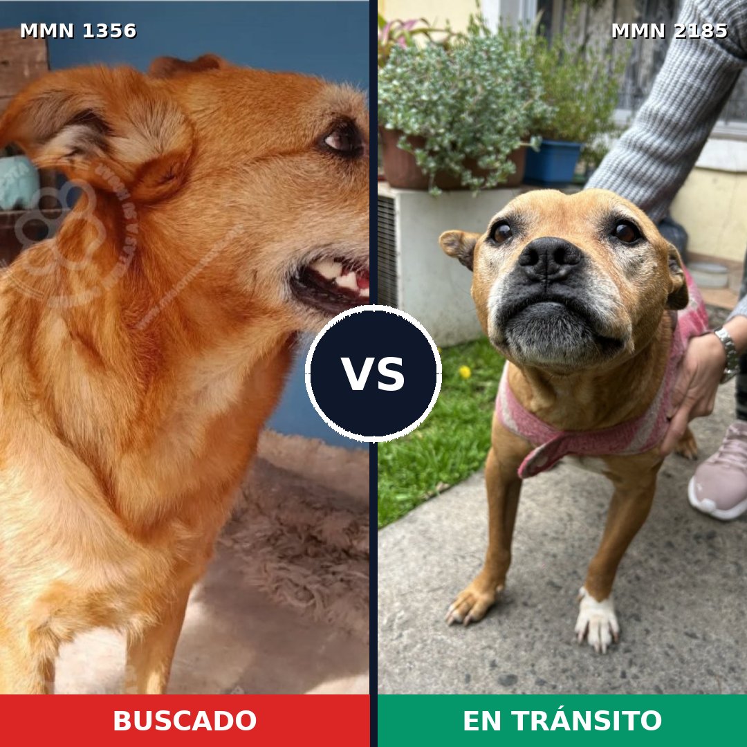 Comparativa MMS 65699: mascota perdida y mascota encontrada, 57% de similitud