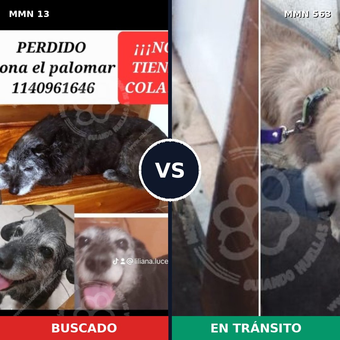 Comparativa MMS 657: mascota perdida y mascota encontrada, 39% de similitud