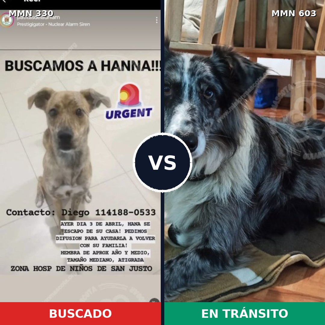 Comparativa MMS 6570: mascota perdida y mascota encontrada, 13% de similitud