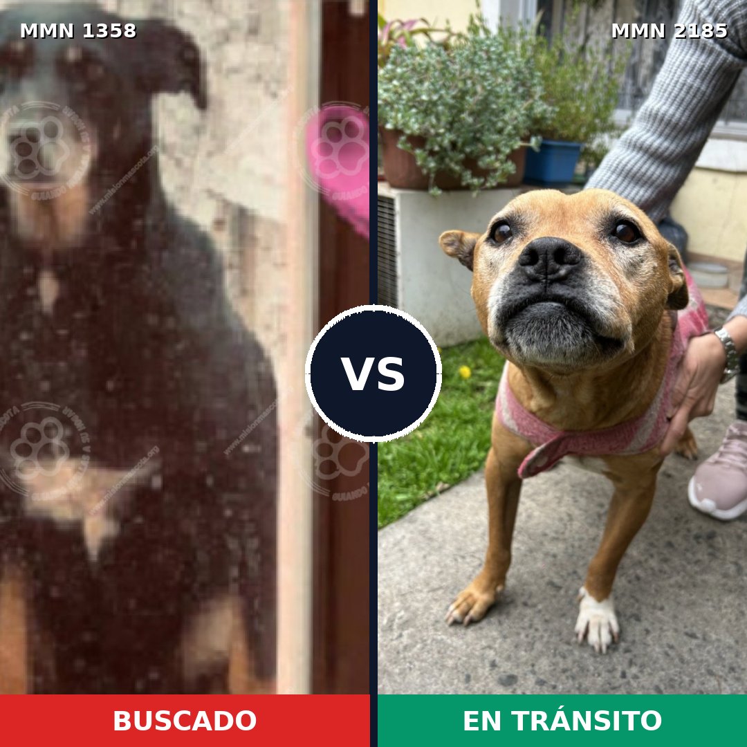 Comparativa MMS 65700: mascota perdida y mascota encontrada, 50% de similitud