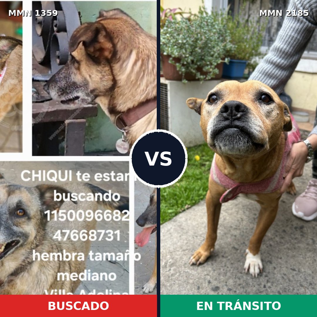 Comparativa MMS 65701: mascota perdida y mascota encontrada, 41% de similitud