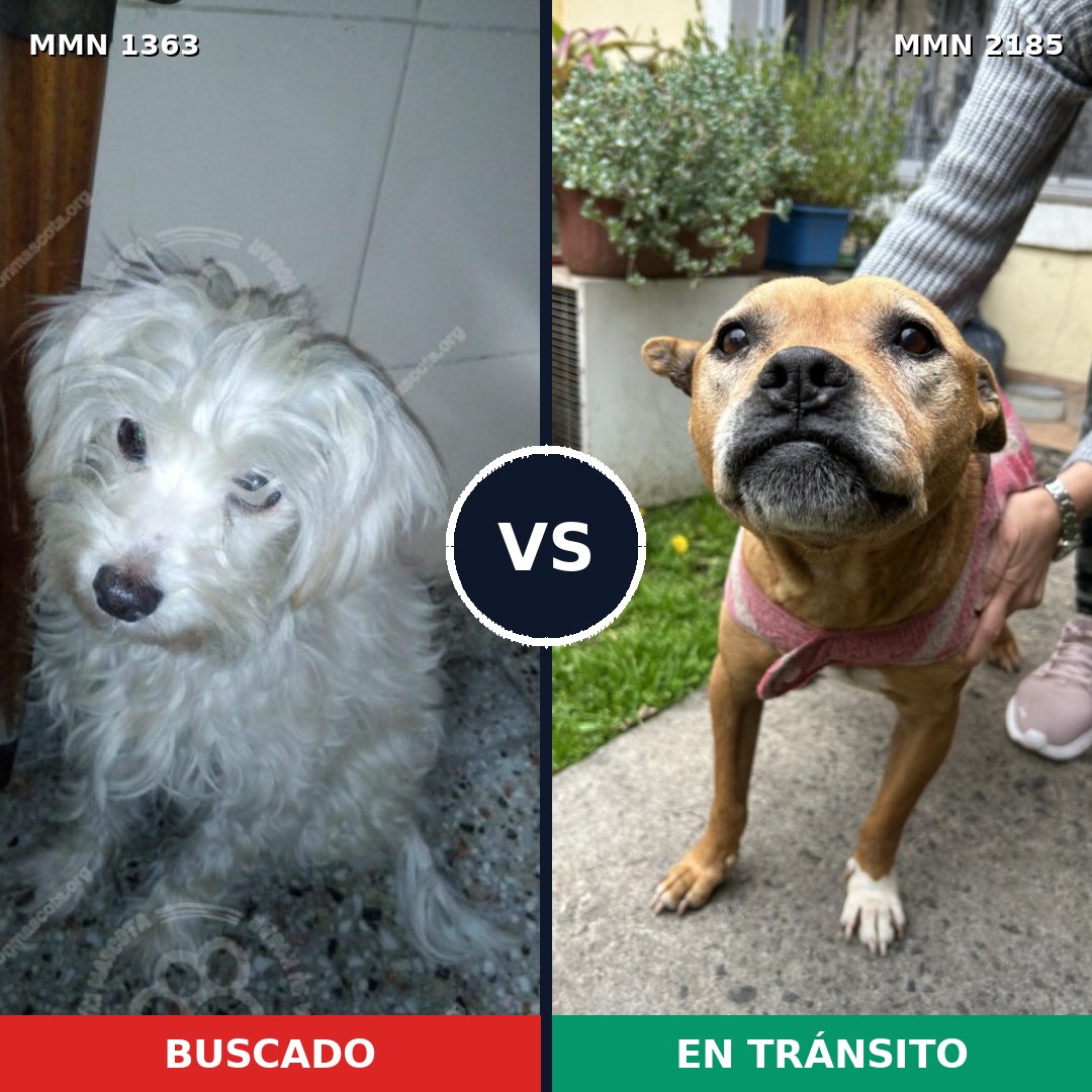 Comparativa MMS 65702: mascota perdida y mascota encontrada, 51% de similitud