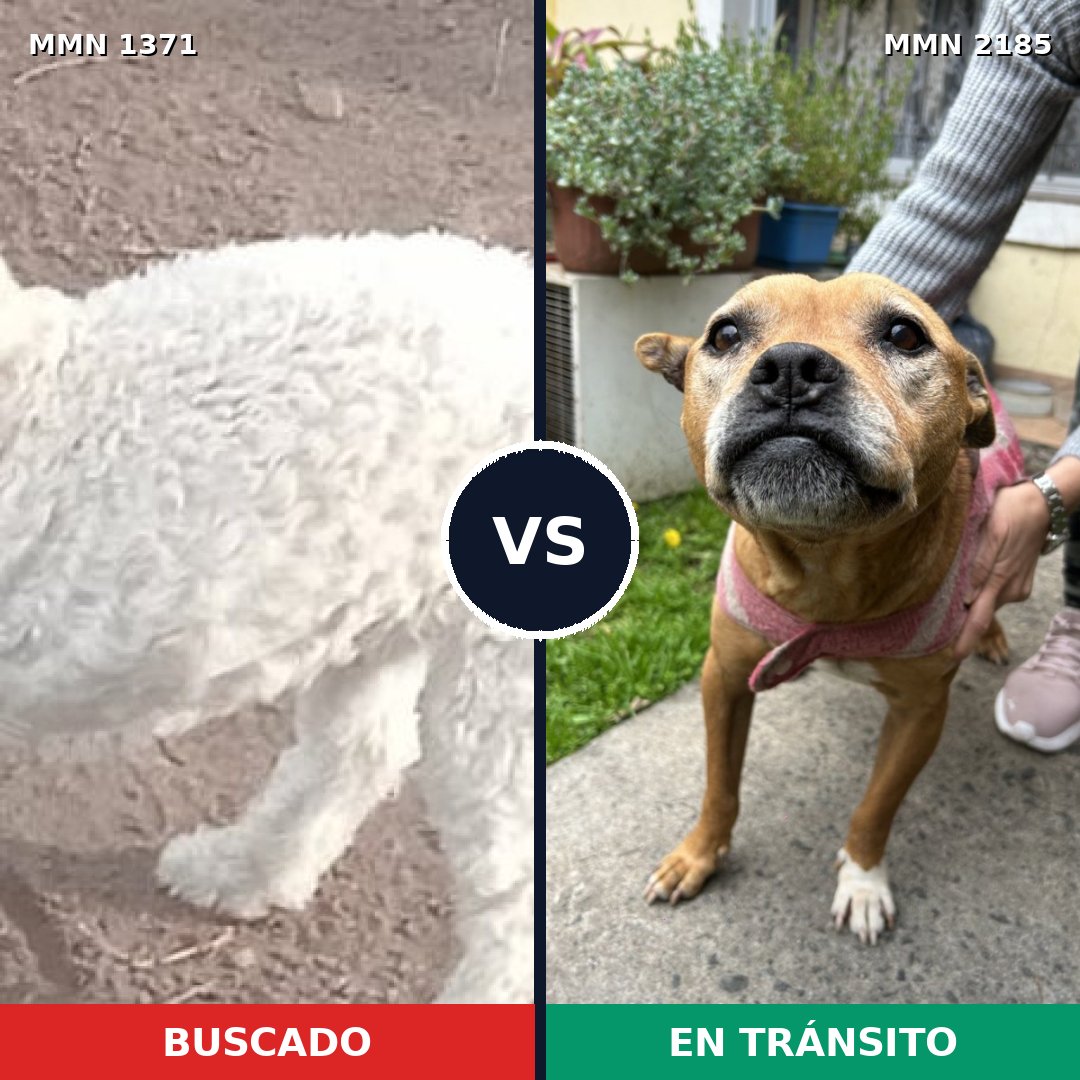 Comparativa MMS 65703: mascota perdida y mascota encontrada, 43% de similitud