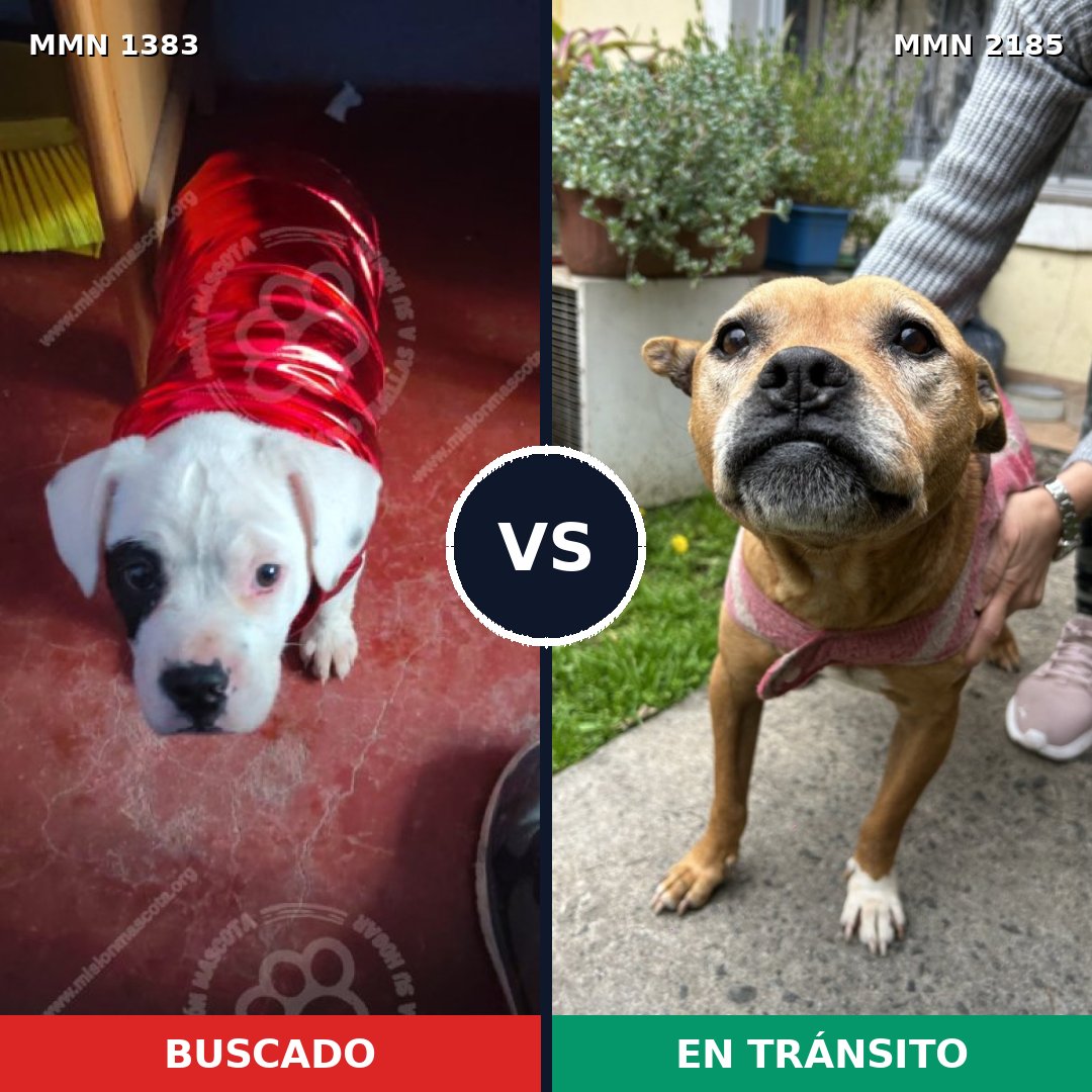 Comparativa MMS 65704: mascota perdida y mascota encontrada, 43% de similitud