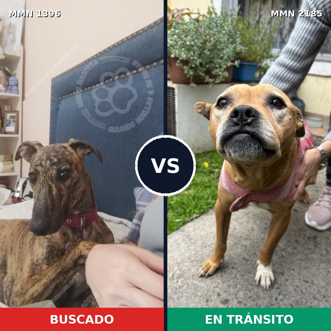 Comparativa MMS 65705: mascota perdida y mascota encontrada, 24% de similitud
