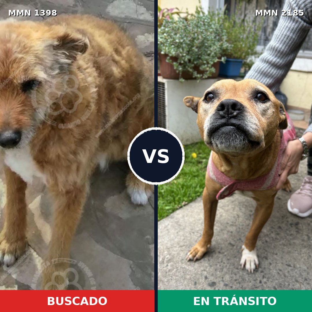 Comparativa MMS 65706: mascota perdida y mascota encontrada, 55% de similitud