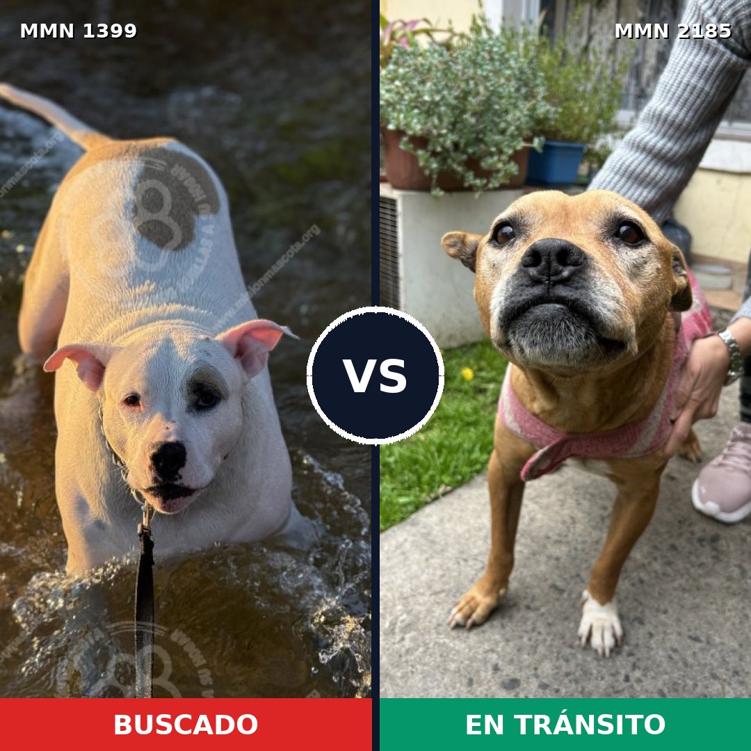 Comparativa MMS 65707: mascota perdida y mascota encontrada, 56% de similitud