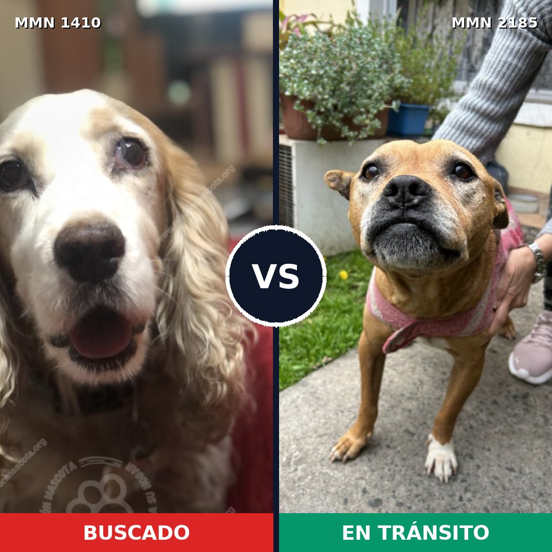 Comparativa MMS 65708: mascota perdida y mascota encontrada, 44% de similitud