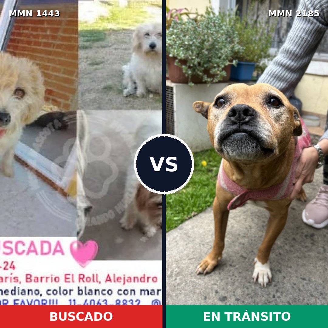 Comparativa MMS 65709: mascota perdida y mascota encontrada, 54% de similitud