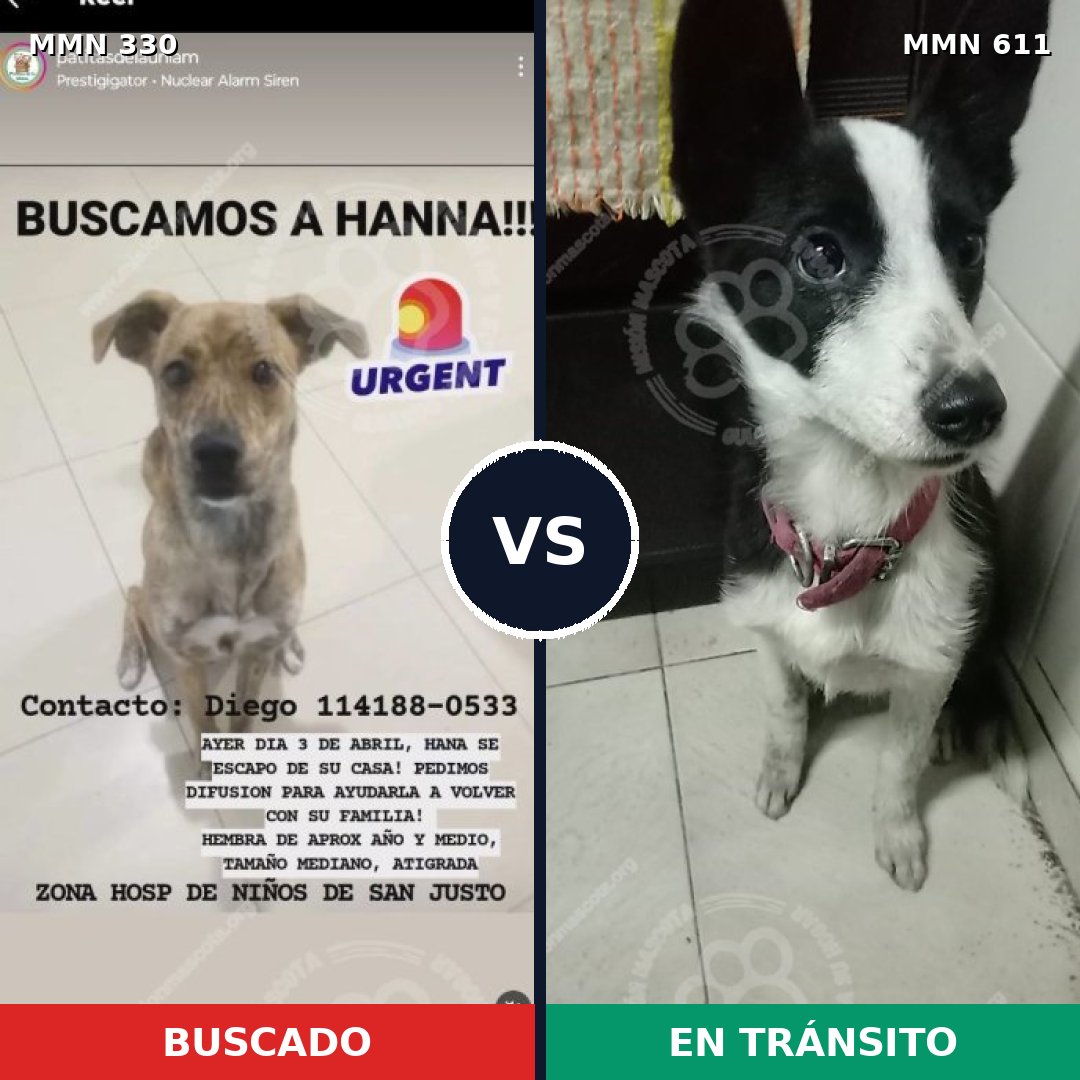Comparativa MMS 6571: mascota perdida y mascota encontrada, 69% de similitud