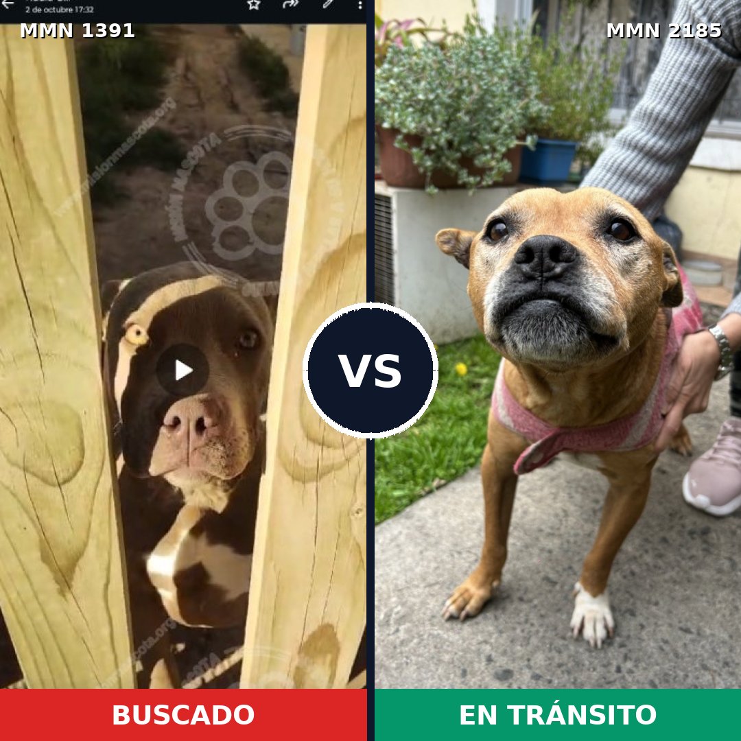 Comparativa MMS 65711: mascota perdida y mascota encontrada, 68% de similitud