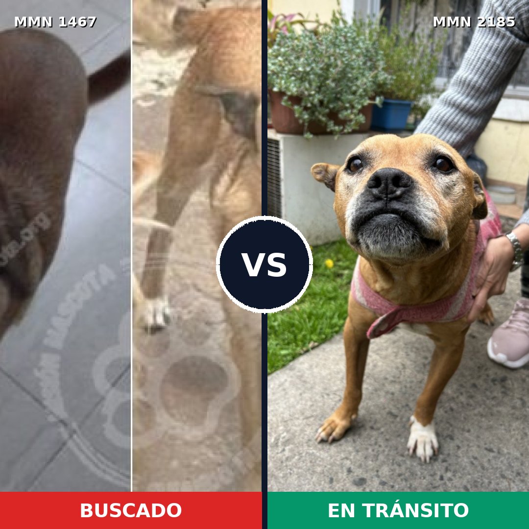 Comparativa MMS 65712: mascota perdida y mascota encontrada, 51% de similitud