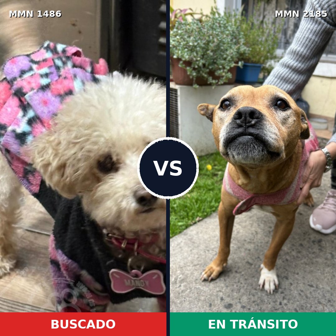Comparativa MMS 65713: mascota perdida y mascota encontrada, 24% de similitud