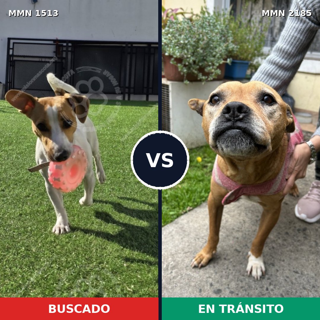 Comparativa MMS 65716: mascota perdida y mascota encontrada, 43% de similitud