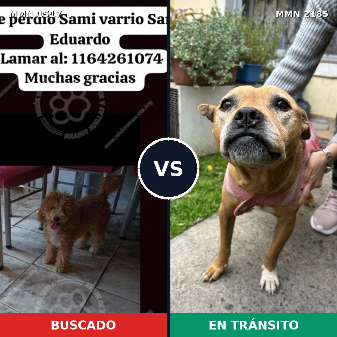 Comparativa MMS 65718: mascota perdida y mascota encontrada, 35% de similitud