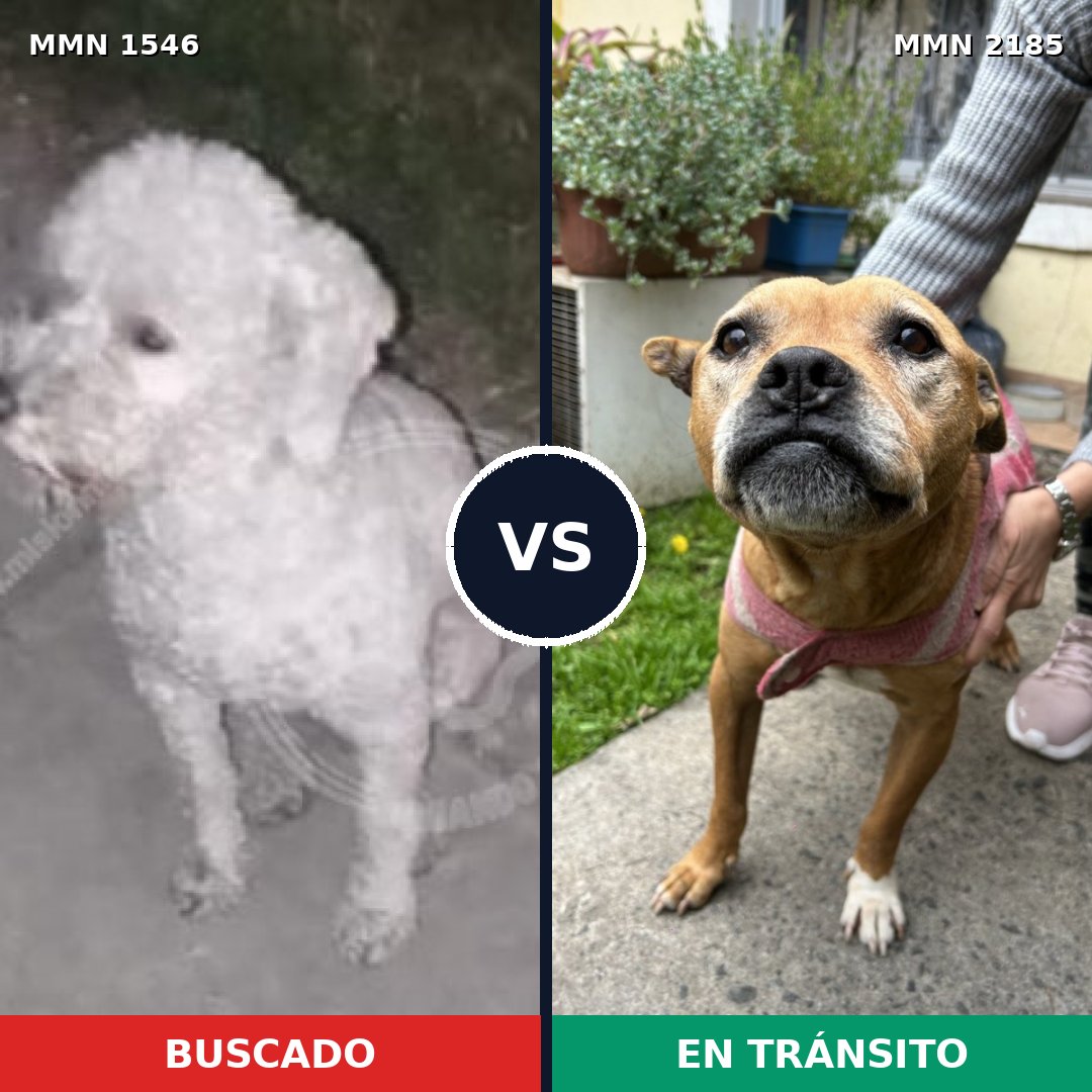 Comparativa MMS 65719: mascota perdida y mascota encontrada, 49% de similitud