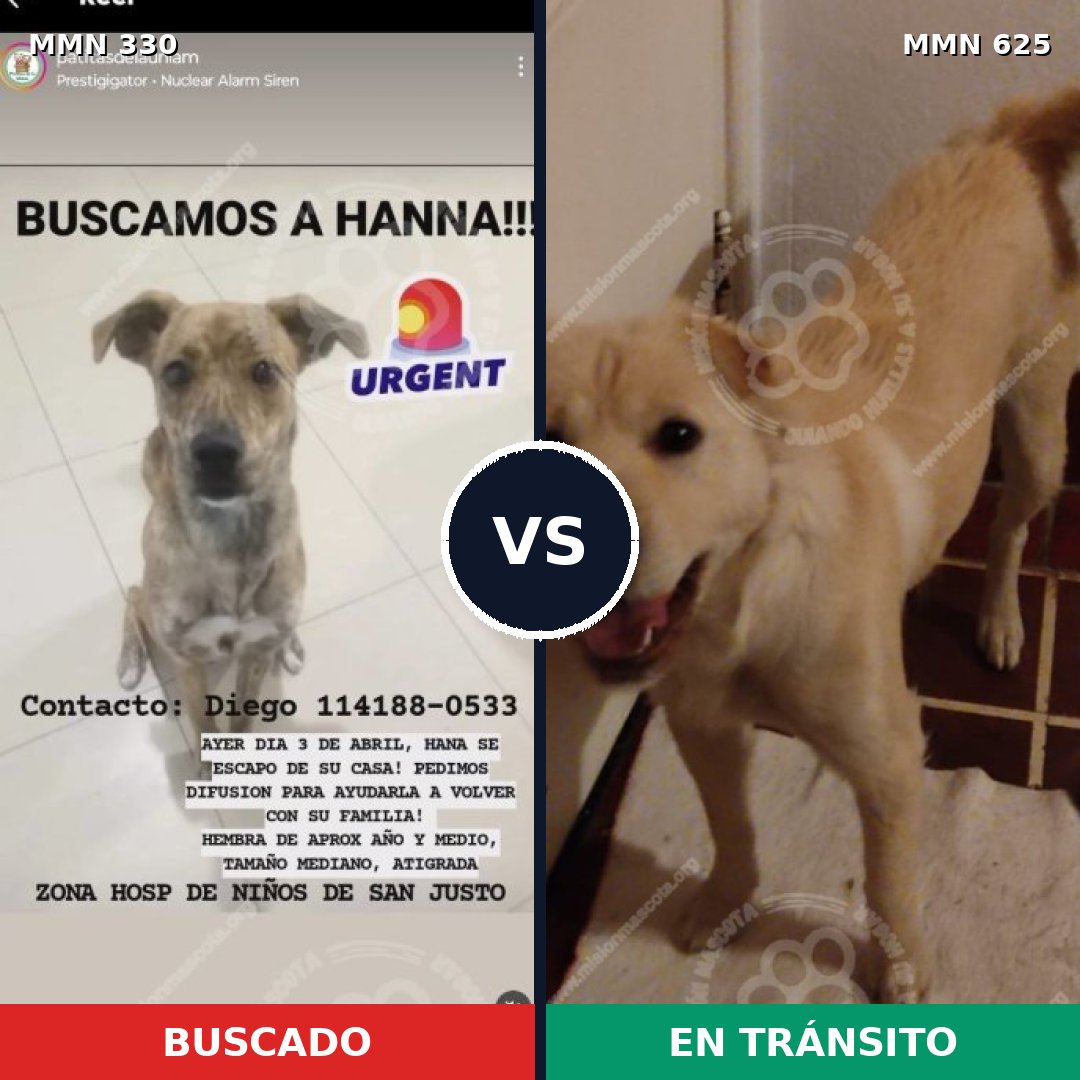 Comparativa MMS 6572: mascota perdida y mascota encontrada, 73% de similitud