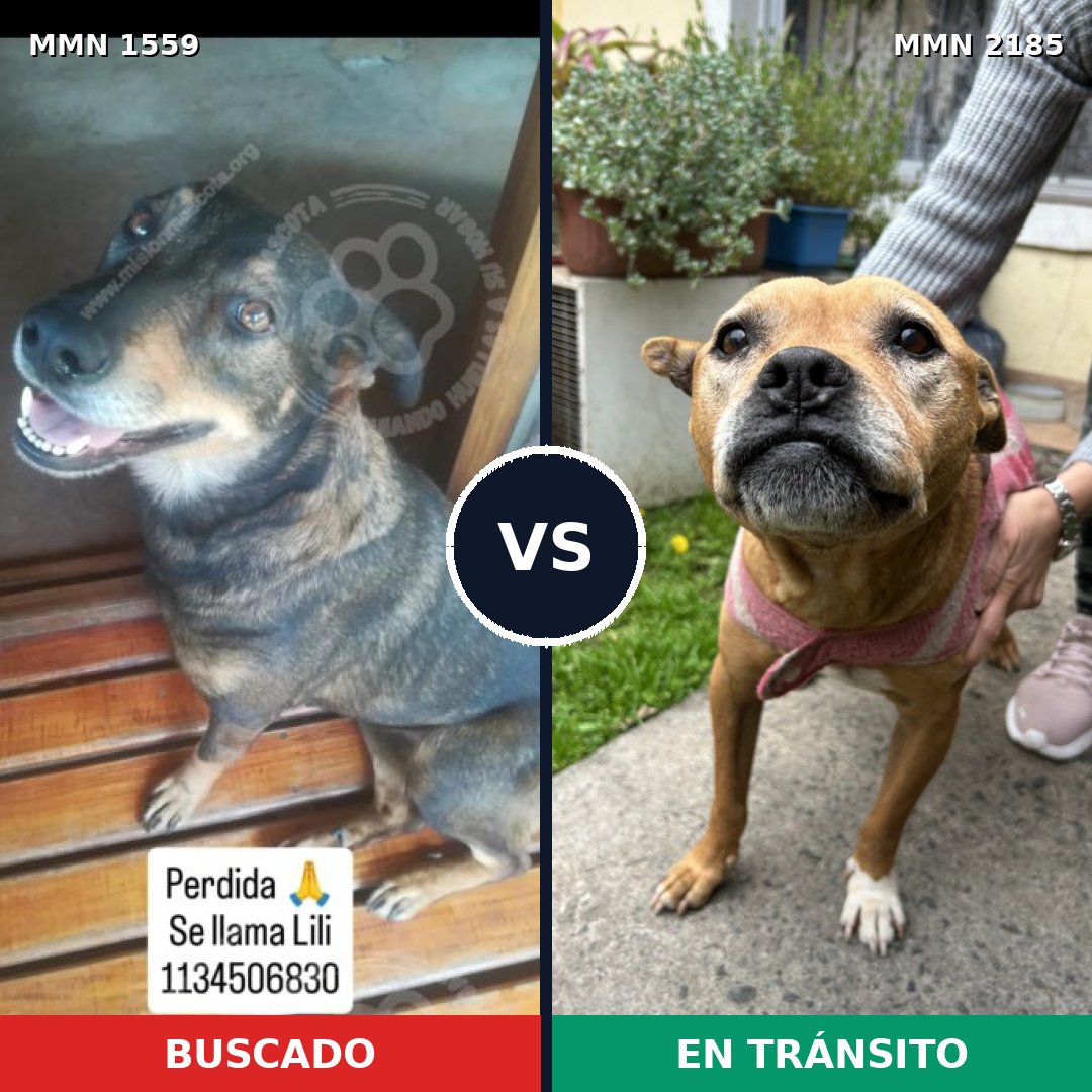 Comparativa MMS 65720: mascota perdida y mascota encontrada, 48% de similitud