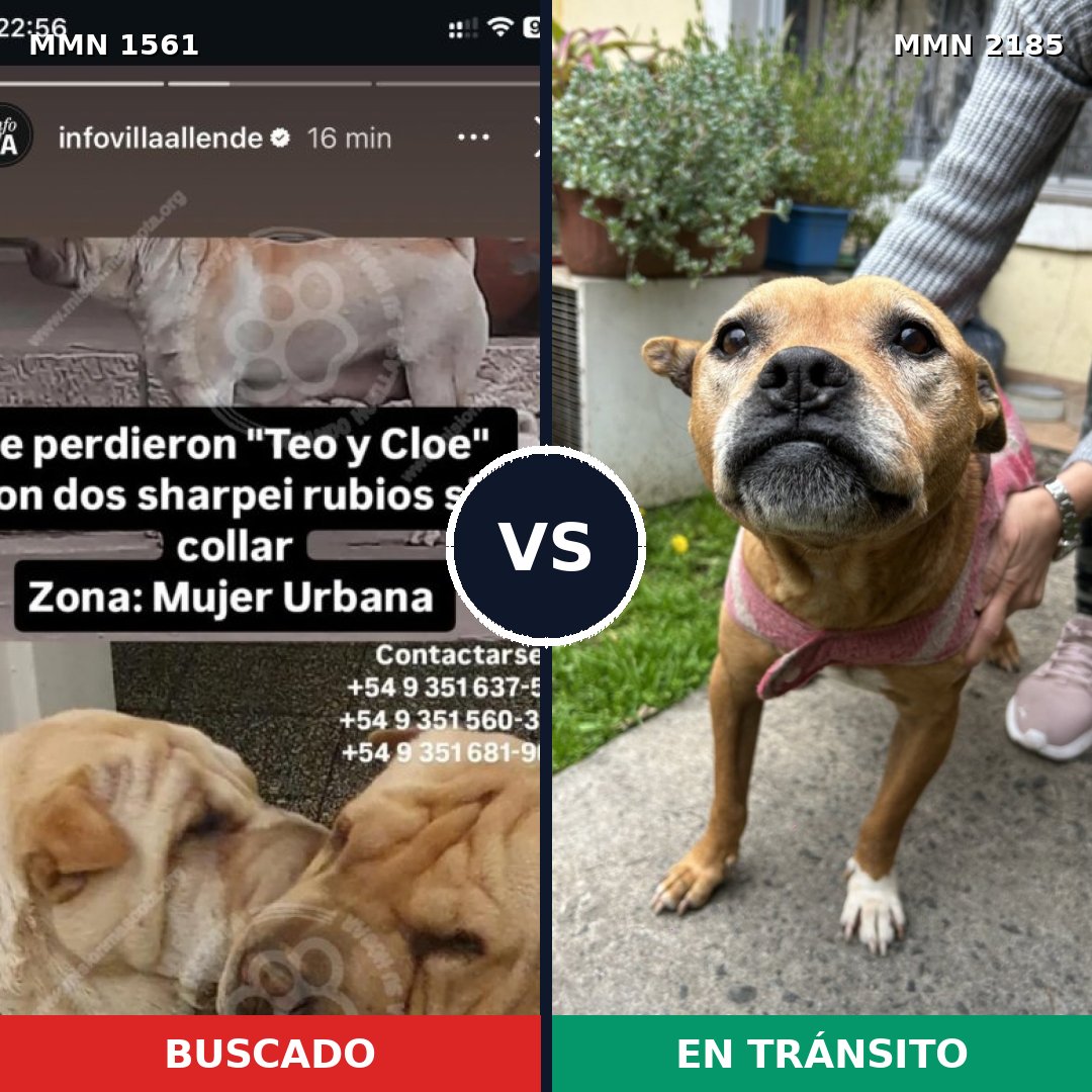 Comparativa MMS 65721: mascota perdida y mascota encontrada, 38% de similitud