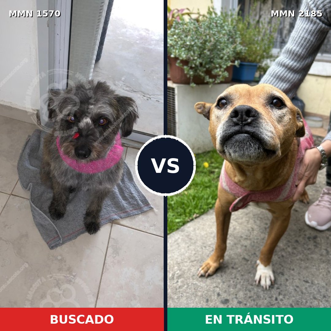 Comparativa MMS 65722: mascota perdida y mascota encontrada, 35% de similitud