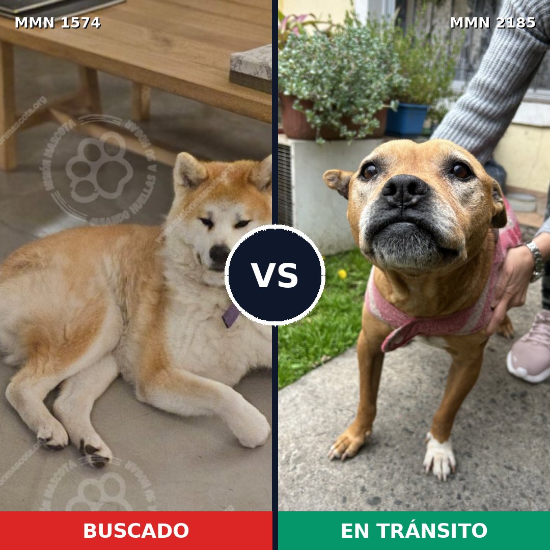 Comparativa MMS 65723: mascota perdida y mascota encontrada, 38% de similitud